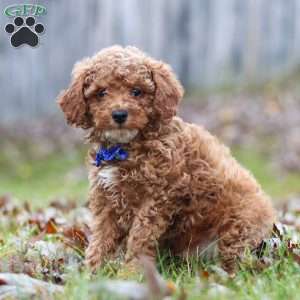 Rambo, Miniature Poodle Puppy